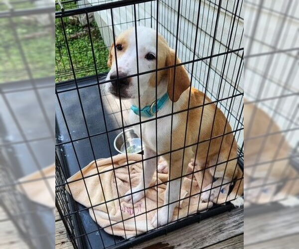 Medium Photo #4 Mutt Puppy For Sale in Boonton, NJ, USA