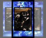 Small Photo #19 Cowboy Corgi Puppy For Sale in GALLEGOS, NM, USA