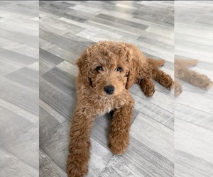 Goldendoodle (Miniature) Puppy for sale in GLOUCESTER POINT, VA, USA