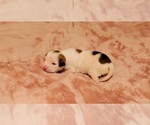 Small Photo #37 American Bulldog Puppy For Sale in MARYVILLE, MO, USA