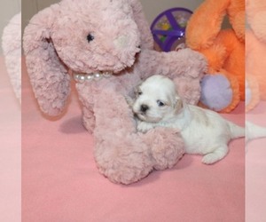 Shih Tzu Puppy for sale in THAYER, KS, USA