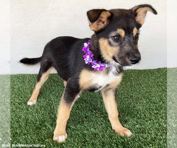 Medium Photo #2 Australian Shepherd-Unknown Mix Puppy For Sale in San Diego, CA, USA