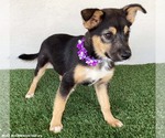 Small #1 Australian Shepherd Mix