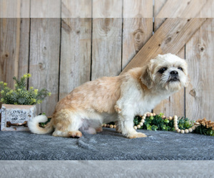 Father of the Shih Tzu puppies born on 06/25/2025