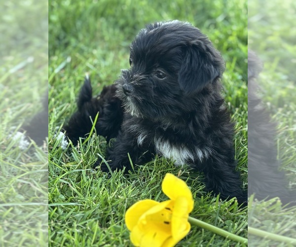 Medium Photo #7 Morkie Puppy For Sale in ROCK STREAM, NY, USA