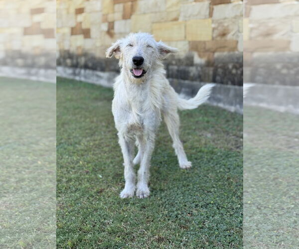 Medium Photo #5 Mutt Puppy For Sale in PIPE CREEK, TX, USA