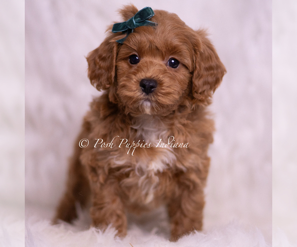 Medium Photo #3 Maltipoo (Toy) Puppy For Sale in WARSAW, IN, USA