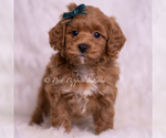 Small #2 Maltipoo (Toy)