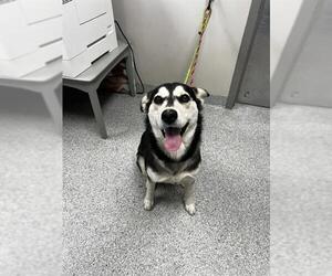 Siberian Husky-Unknown Mix Dogs for adoption in Pasadena, TX, USA