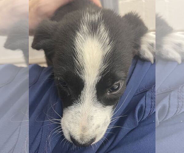 Medium Photo #1 Collie-Unknown Mix Puppy For Sale in Hilton Head, SC, USA