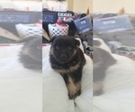 Puppy 4 Australian Shepherd-Samoyed Mix
