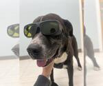 Small Plott Hound Mix