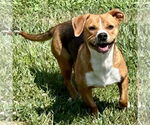 Small #1 Beagle Mix