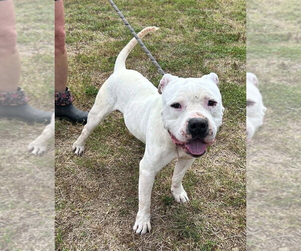 Medium Photo #1 Mutt Puppy For Sale in Abbeville, LA, USA