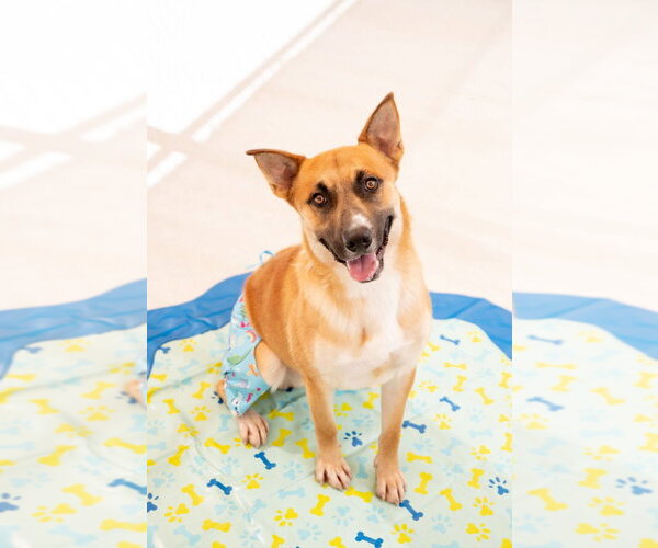 Medium Photo #3 Mutt Puppy For Sale in Tarboro, NC, USA