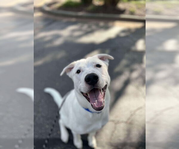 Medium Photo #12 Siberian Husky-Unknown Mix Puppy For Sale in Holly Springs, NC, USA