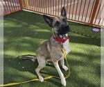 Small #1 German Shepherd Dog Mix