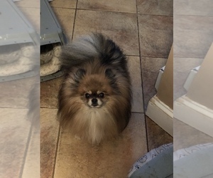 Father of the Pomeranian puppies born on 10/18/2019
