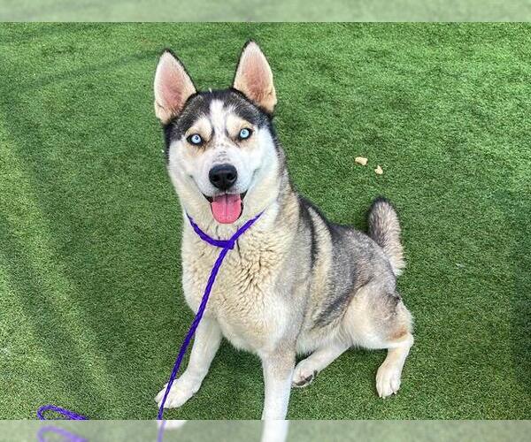 Medium Photo #1 Siberian Husky Puppy For Sale in Orange, CA, USA