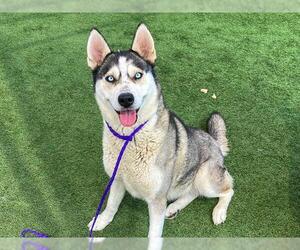 Siberian Husky Dogs for adoption in Orange, CA, USA