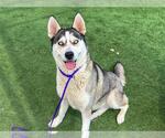 Small Siberian Husky