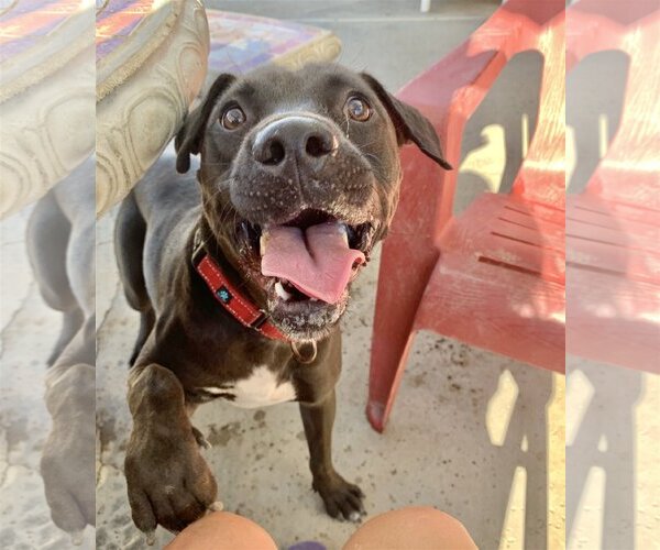 Medium Photo #9 American Pit Bull Terrier-Labrador Retriever Mix Puppy For Sale in San Bernardino , CA, USA
