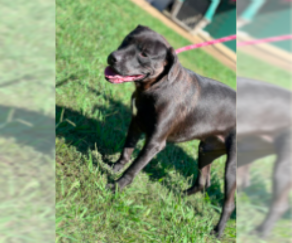 Medium Photo #4 Mutt Puppy For Sale in Westwood, NJ, USA