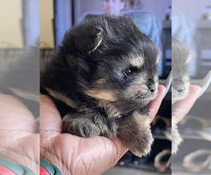 Pomeranian Puppy for sale in LEHIGH ACRES, FL, USA