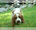 Small Photo #7 Basset Hound Puppy For Sale in LANEXA, VA, USA