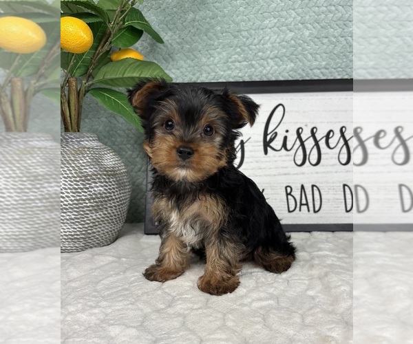 Medium Photo #5 Yorkshire Terrier Puppy For Sale in FRANKLIN, IN, USA
