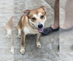 Small #6 Mutt