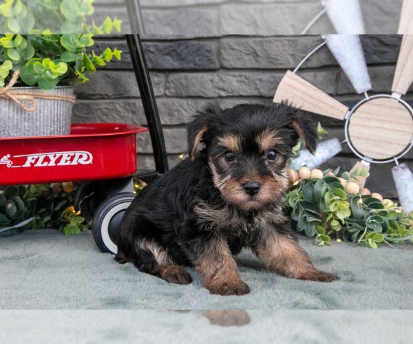 Medium Photo #2 Yorkshire Terrier Puppy For Sale in MONROE, IN, USA