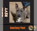 Small Photo #1 American Pit Bull Terrier Puppy For Sale in Chandler, AZ, USA