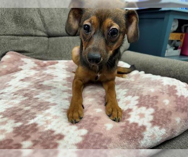 Medium Photo #1 Mutt Puppy For Sale in Peoria, IL, USA