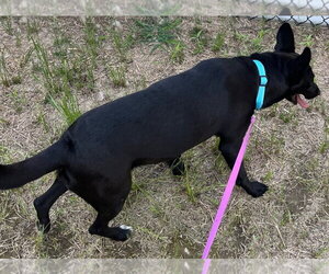 26-203 Midnight Ruby - Female Mutt Dog for Adoption - Photo #3