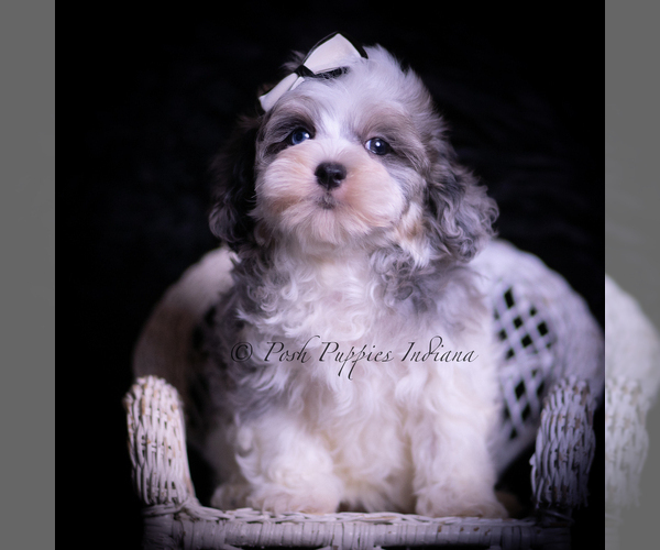 Medium Photo #60 Maltipoo (Miniature) Puppy For Sale in WARSAW, IN, USA