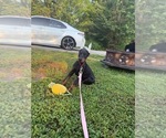 Small #5 Doberman Pinscher