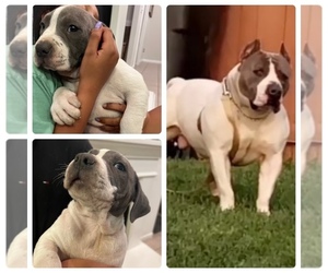 American Bully-American Pit Bull Terrier Mix Puppy for sale in TULARE, CA, USA