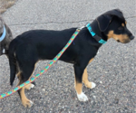 Small Photo #5 Labrottie Puppy For Sale in Brooklyn Center, MN, USA