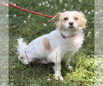 Small #1 Chihuahua