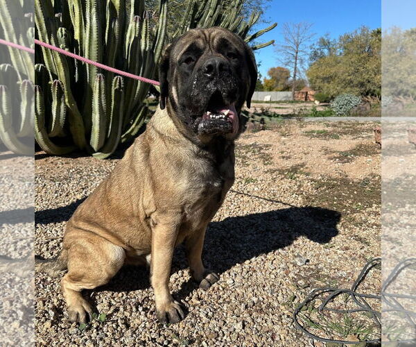 Medium Photo #3 Mutt Puppy For Sale in Goodyear, AZ, USA