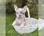 Small #3 French Bulldog