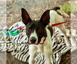 Small #7 Retriever  Mix