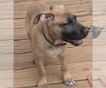Small #2 Mutt