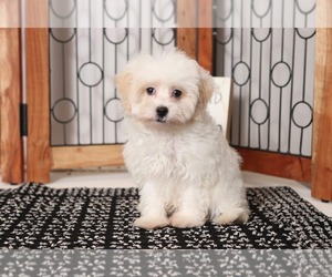 Maltipoo Puppy for sale in NAPLES, FL, USA