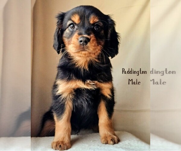 Medium Photo #1 Cavalier King Charles Spaniel-Miniature Australian Shepherd Mix Puppy For Sale in GILBERT, AZ, USA