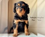 Puppy Paddington Cavalier King Charles Spaniel-Miniature Australian Shepherd Mix