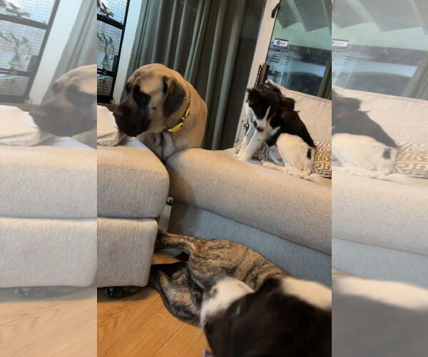 Medium Photo #16 Mastiff Puppy For Sale in Goodyear, AZ, USA