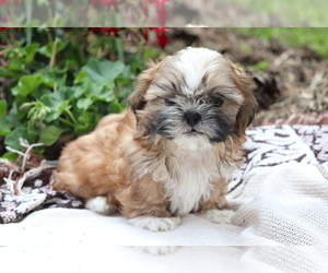 Shih Tzu Puppy for sale in SHILOH, OH, USA