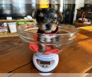 Yorkshire Terrier Puppy for sale in PEARBLOSSOM, CA, USA